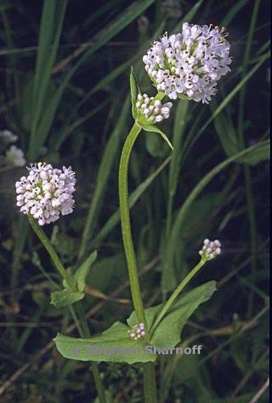 plectritis macrocera 1 graphic